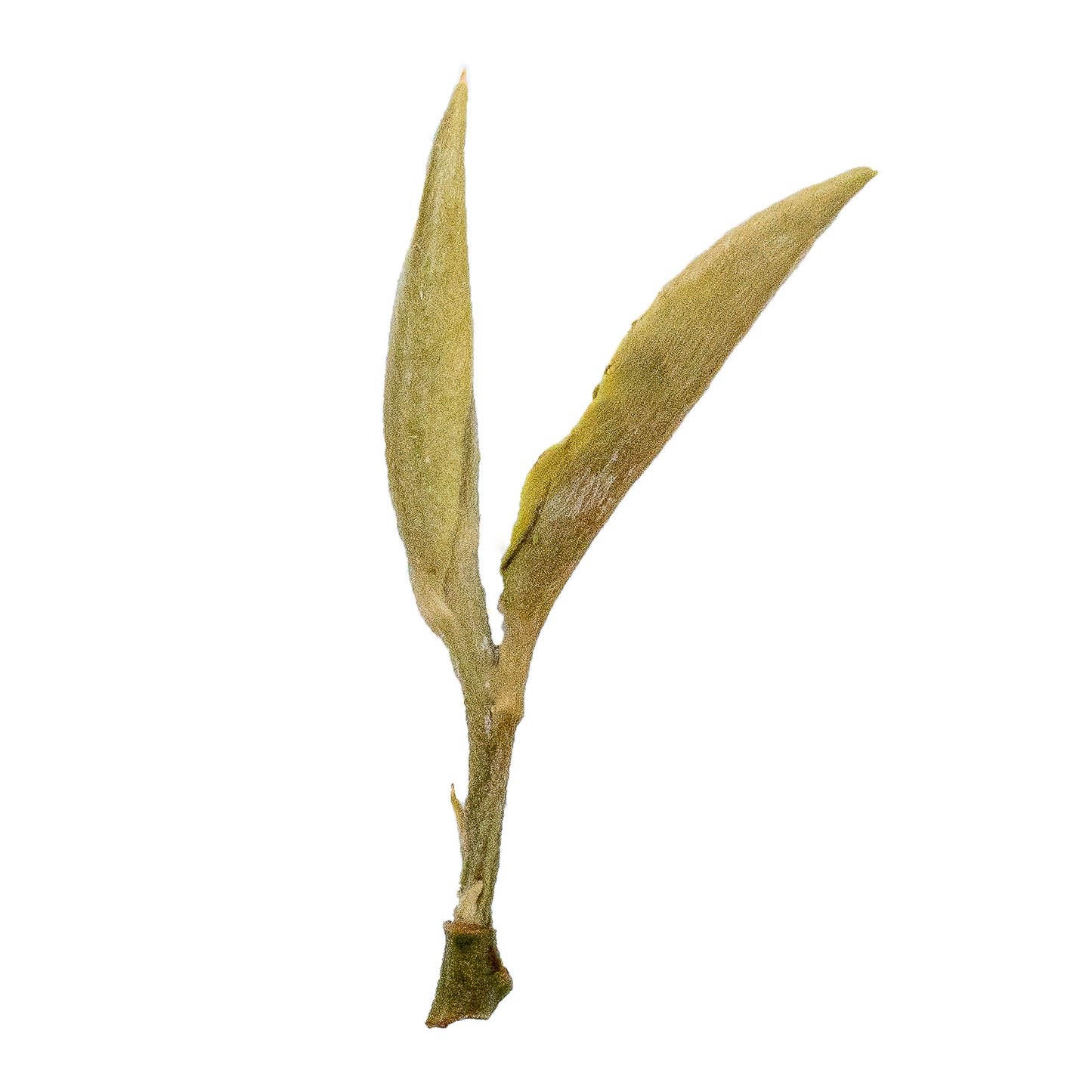 Wild Bai Mu Dan (White Peony) 白牡丹