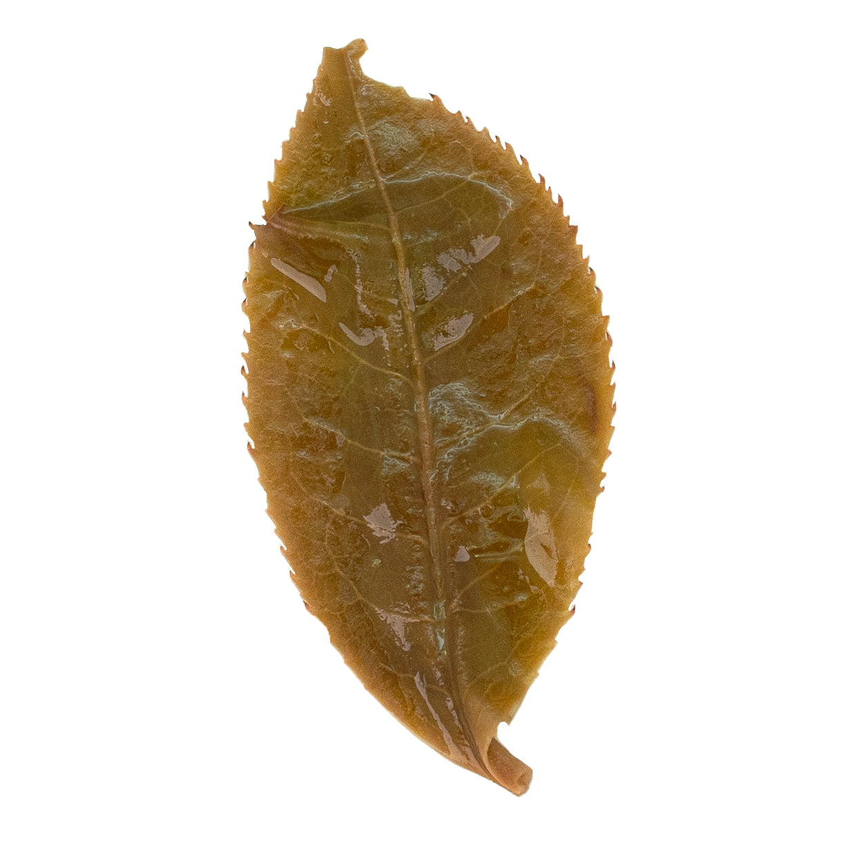 Tea Drunk Everyday: You Le Long Pa 攸樂龍帕 sheng Pu Er tea