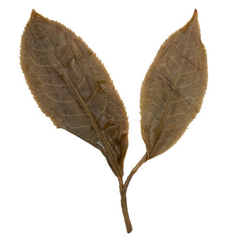 Nan Nuo Shan Zhu Lin Zhai 南糯山竹林寨 sheng Pu Er tea